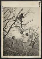 [recto] Manzanar, Calif.--Trees are being trimmed and the brush cleared from the grounds of this War Relocation Authority center for evacuees of Japanese ancestry. ;  Photographer: Albers, Clem ;  Manzanar, California.